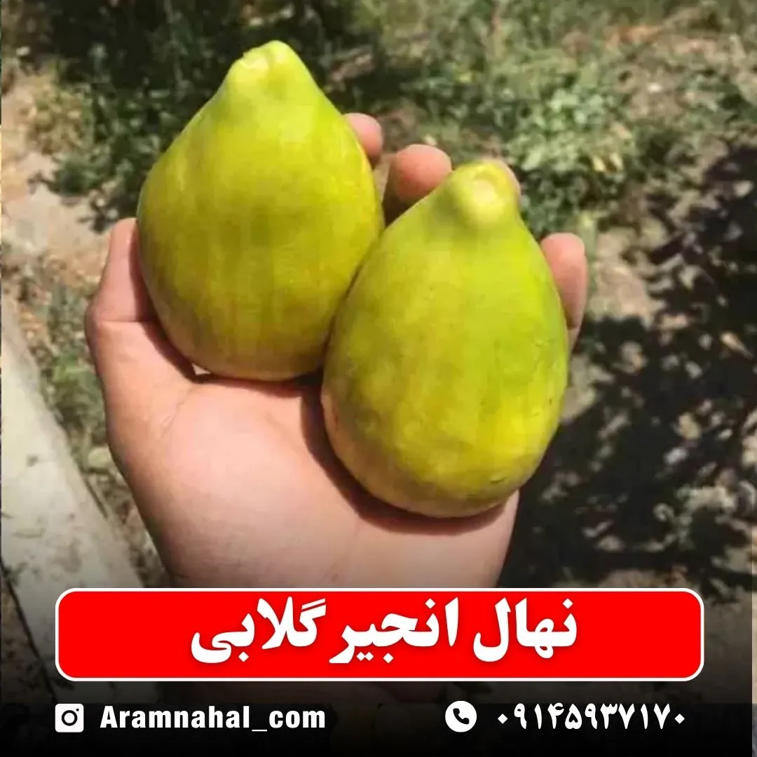 نهال انجیر گلابی زرد نهالستان آرام نهال