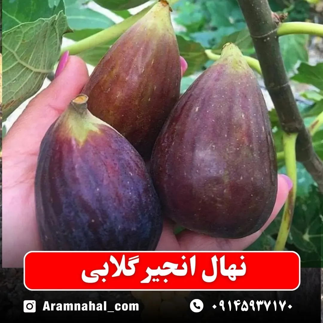 نهال انجیر گلابی سیاه نهالستان آرام نهال
