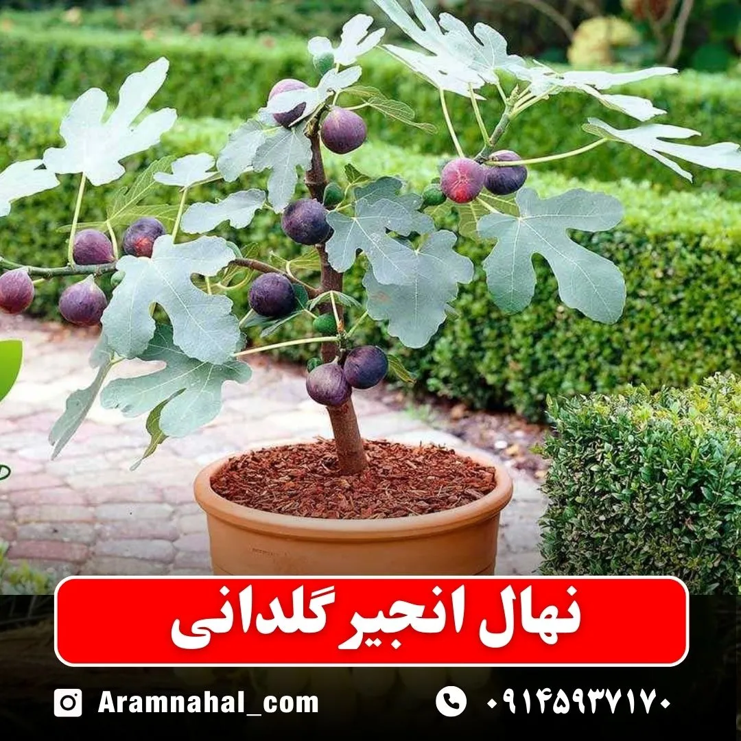 نهال انجیر گلدانی نهالستان آرام نهال