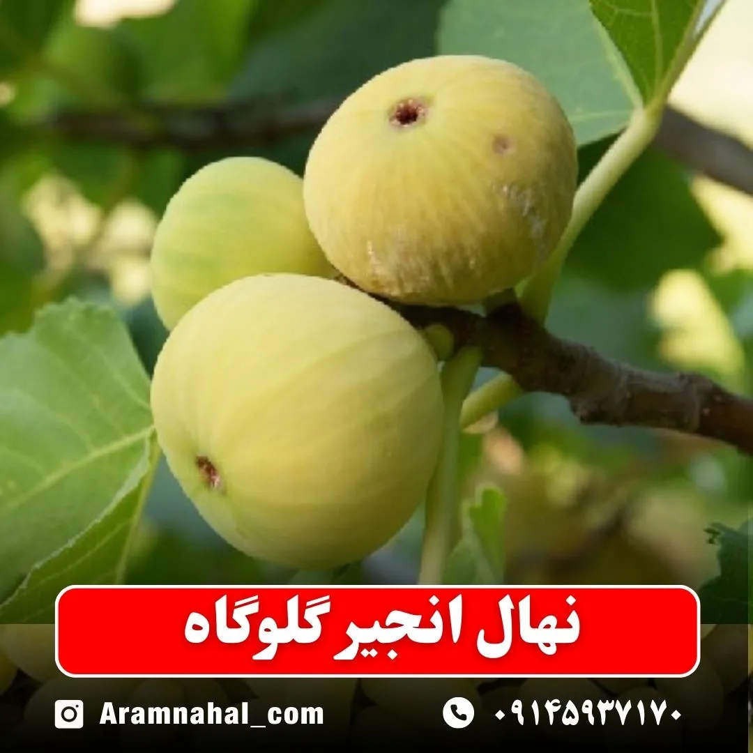 نهال انجیر گلوگاه .نهالستان آرام نهال