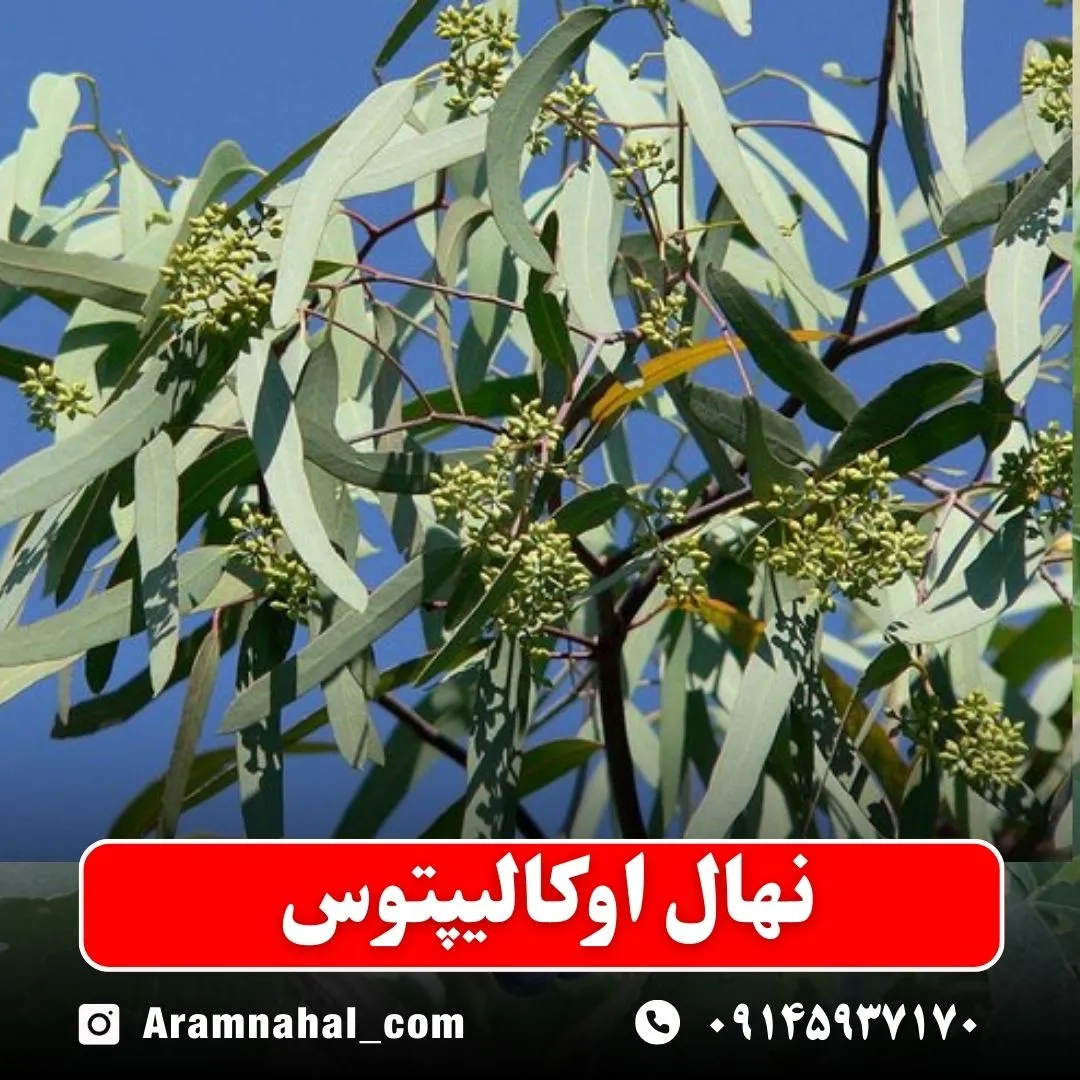 نهال اوکالیپتوس