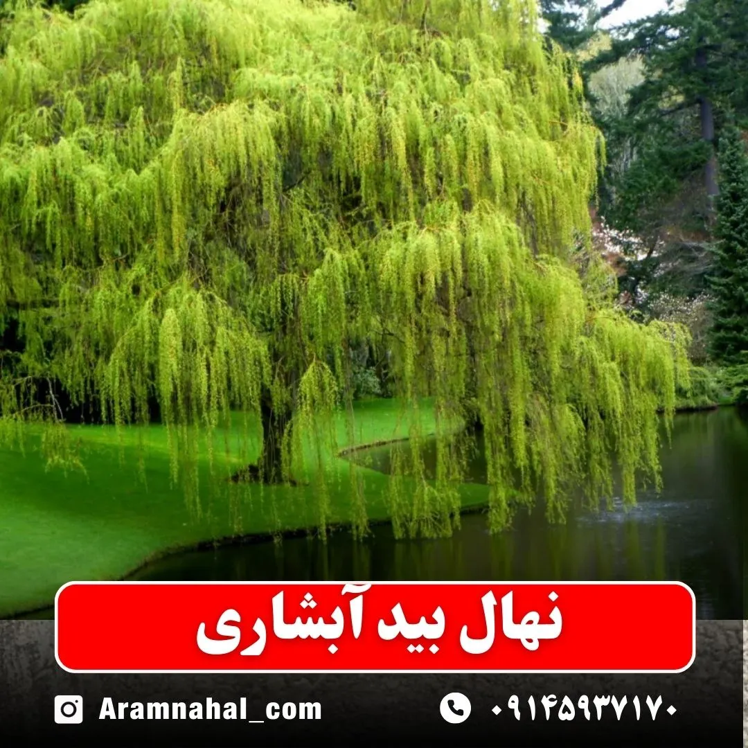 نهال بید آبشاری