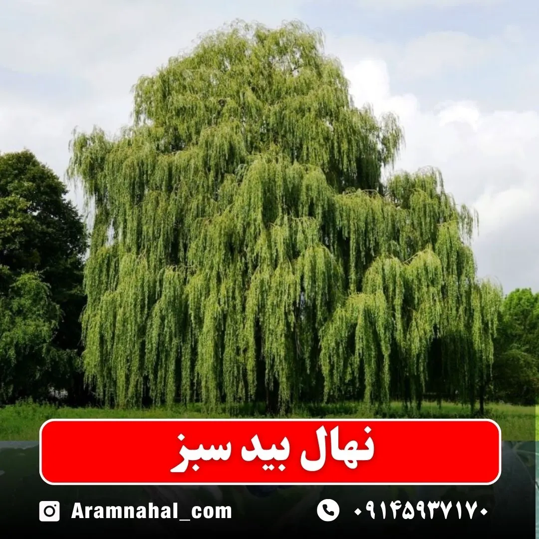 نهال بید سبز