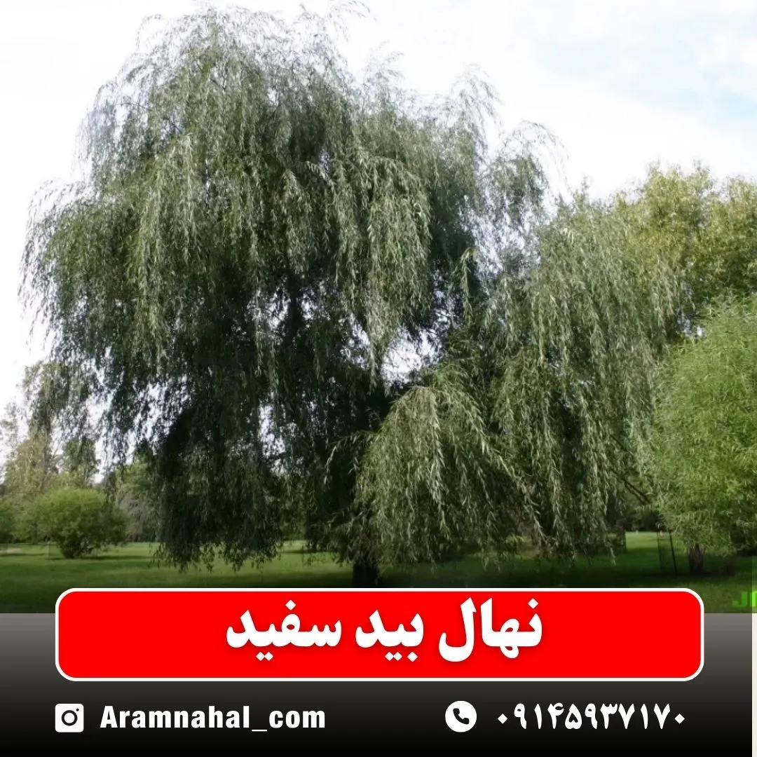 نهال بید سفید