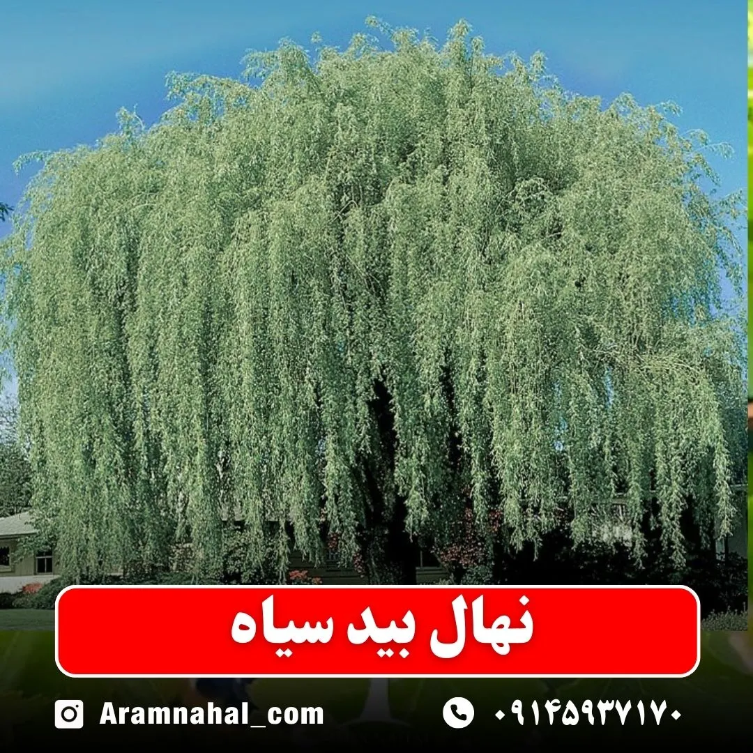 نهال بید سیاه