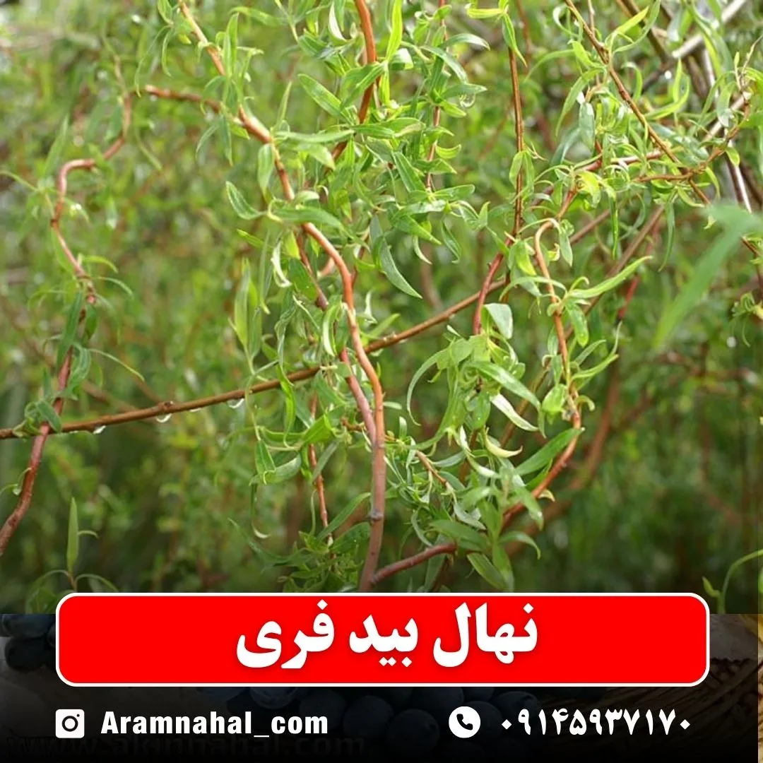 نهال بید فری