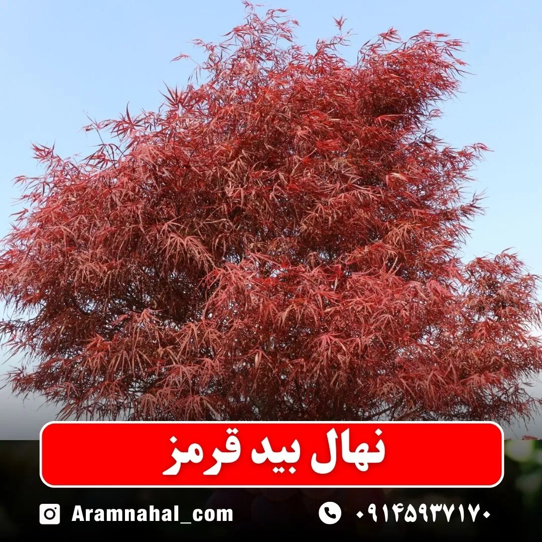نهال بید قرمز