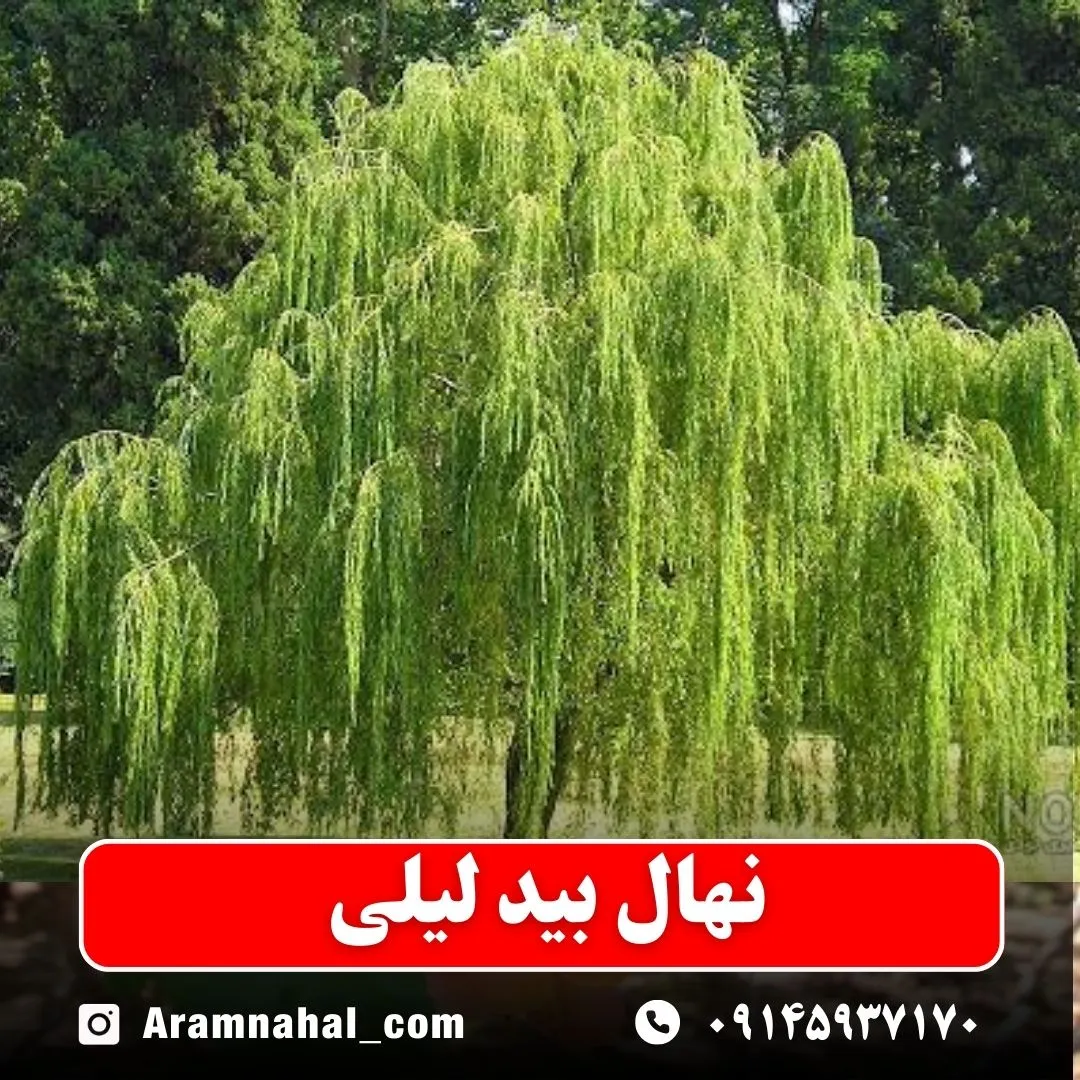 نهال بید لیلی