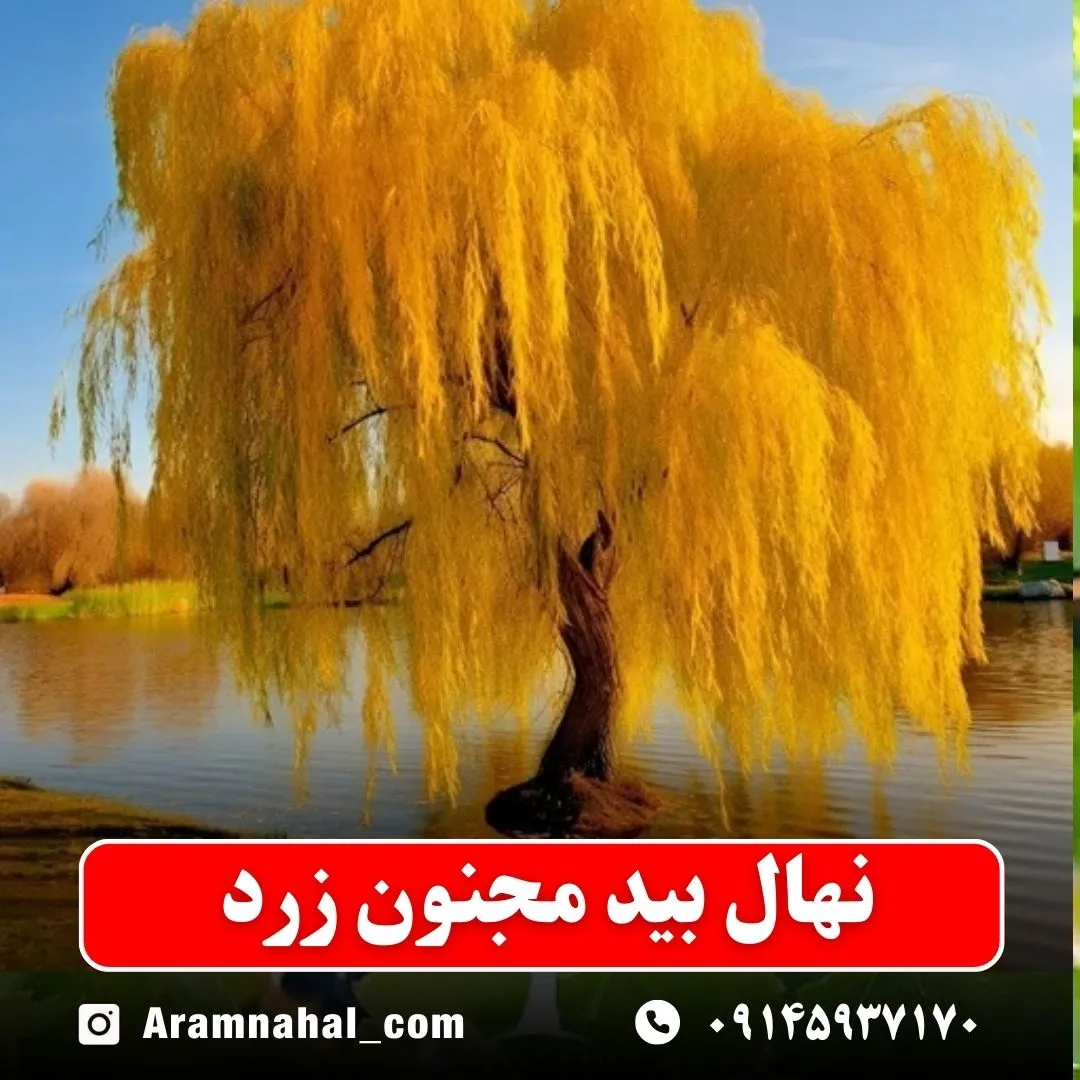 نهال بید مجنون زرد