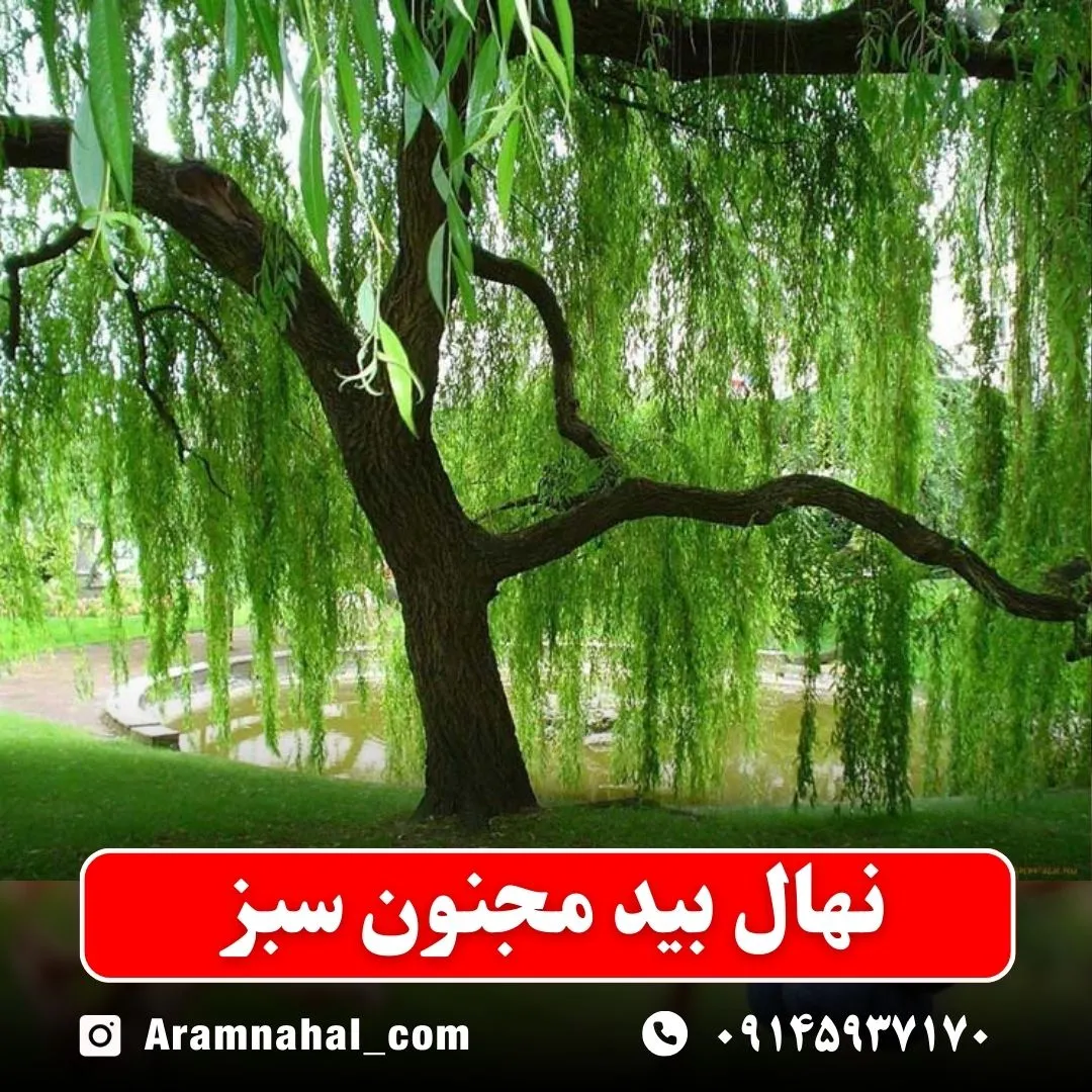 نهال بید مجنون سبز