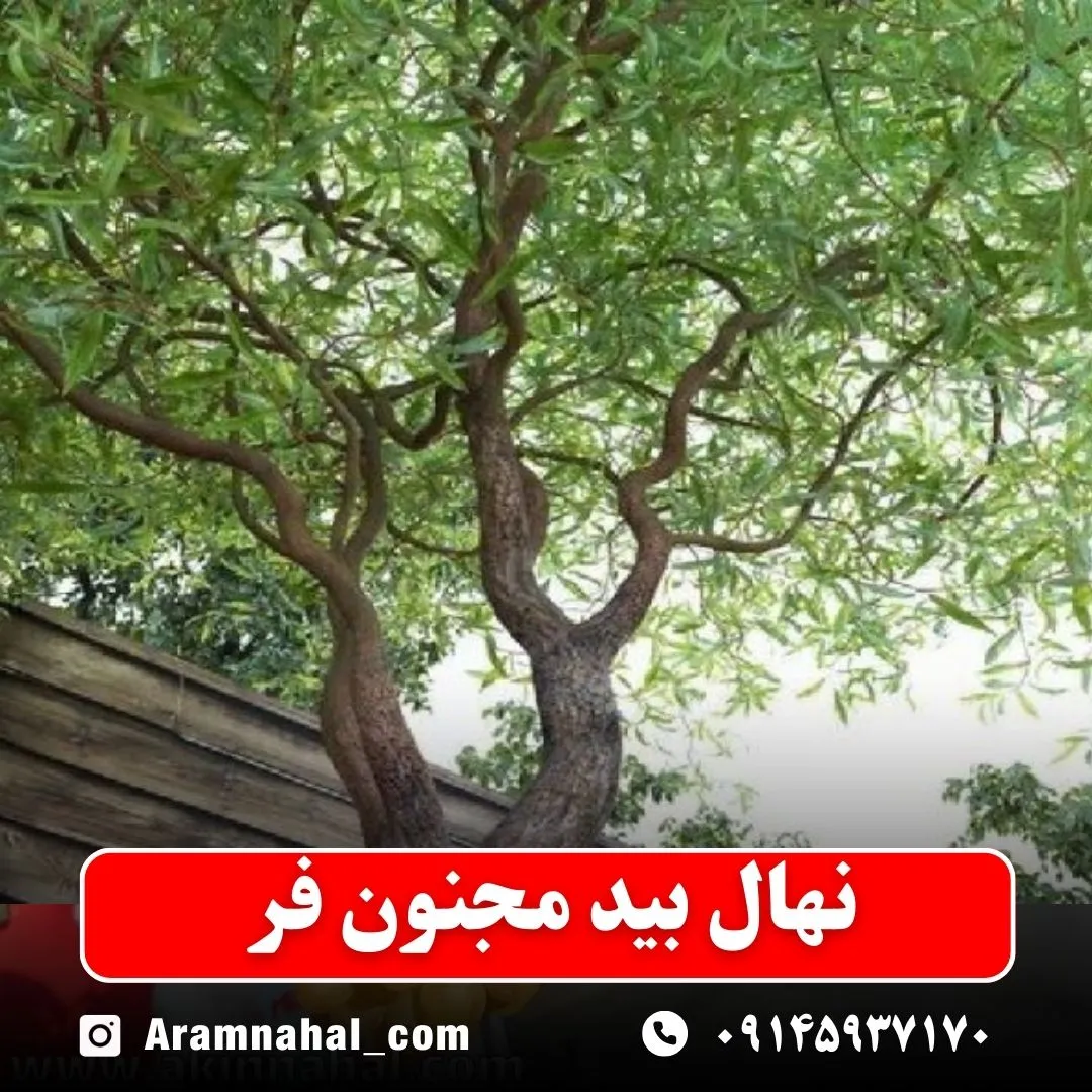 نهال بید مجنون فر