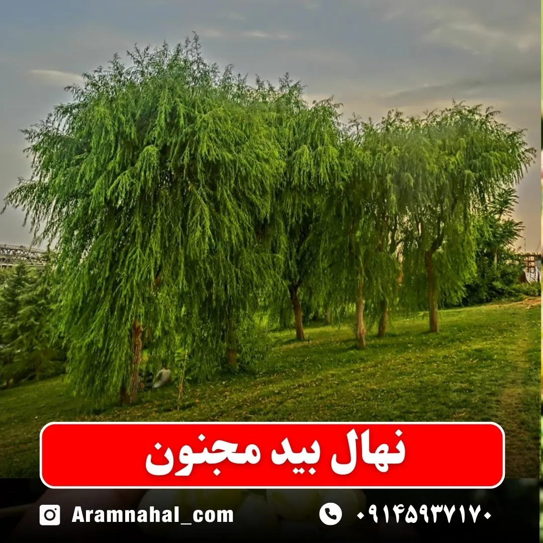 نهال بید مجنون