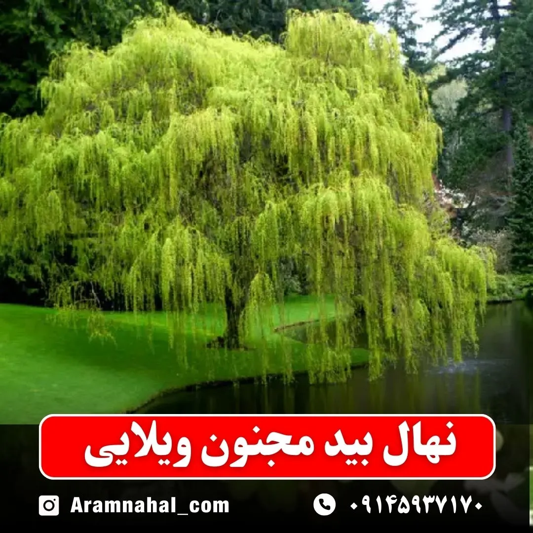 نهال بید مجنون ویلایی