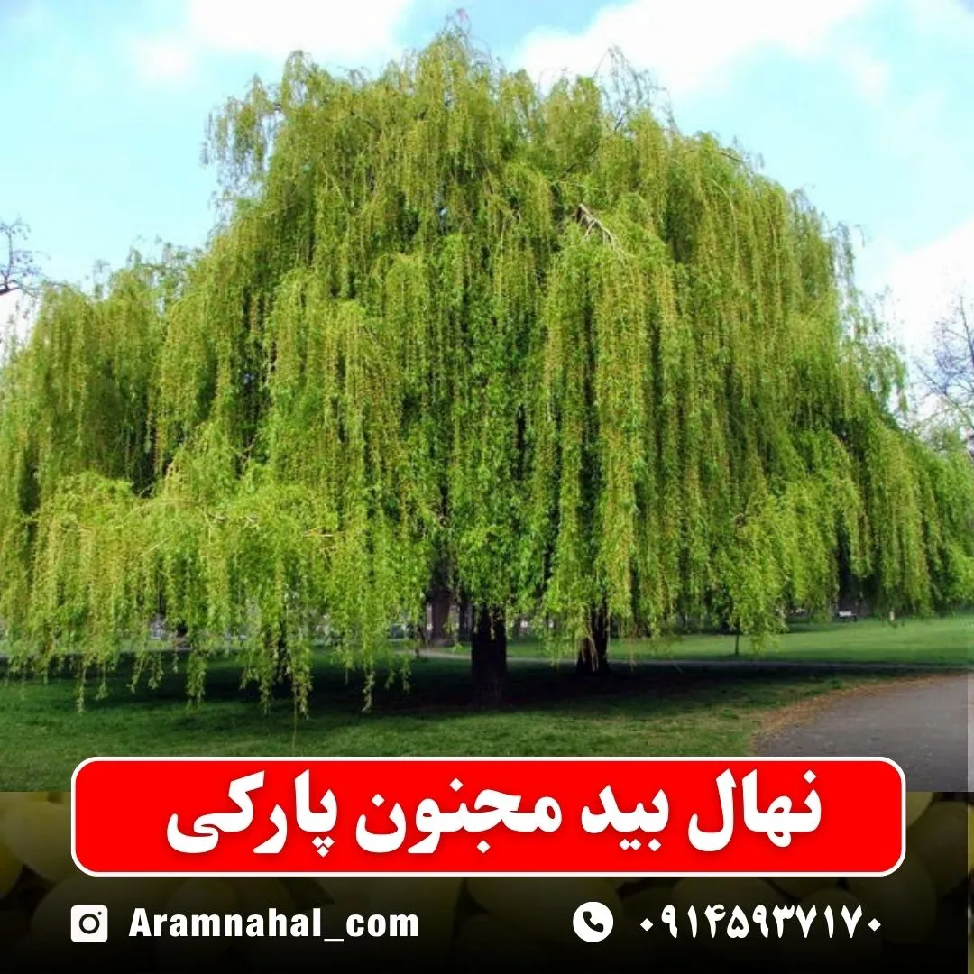 نهال بید مجنون پارکی