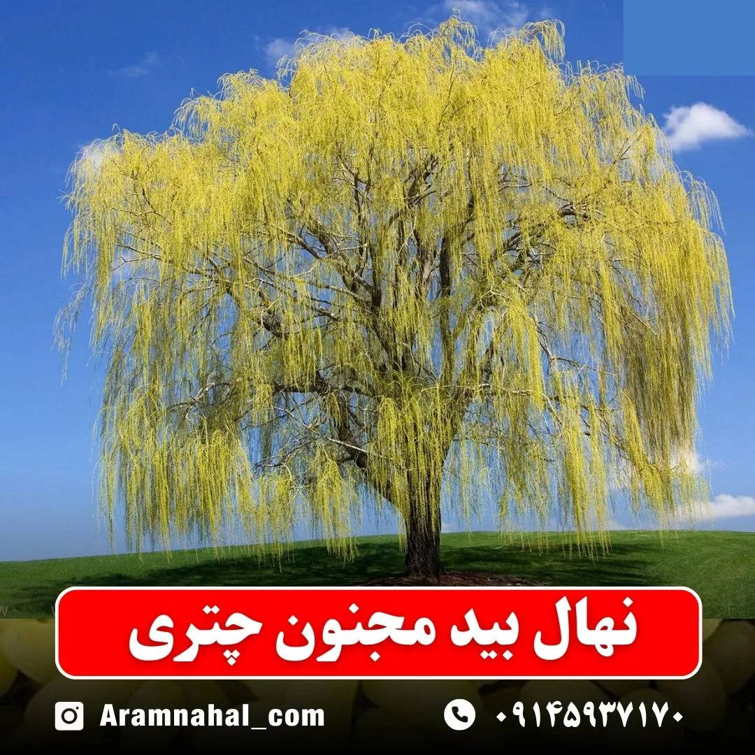 نهال بید مجنون چتری