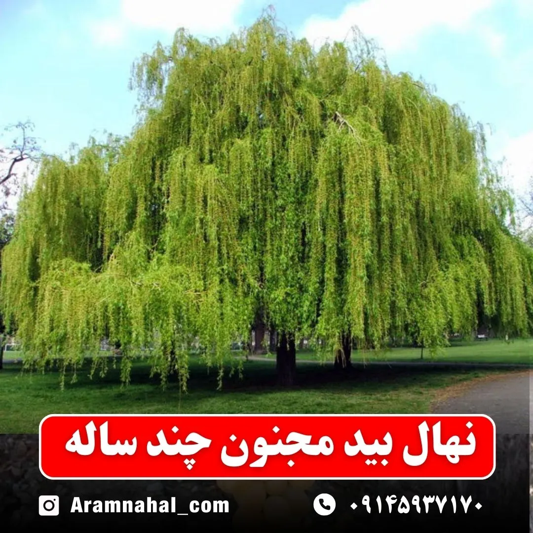 نهال بید مجنون چند ساله