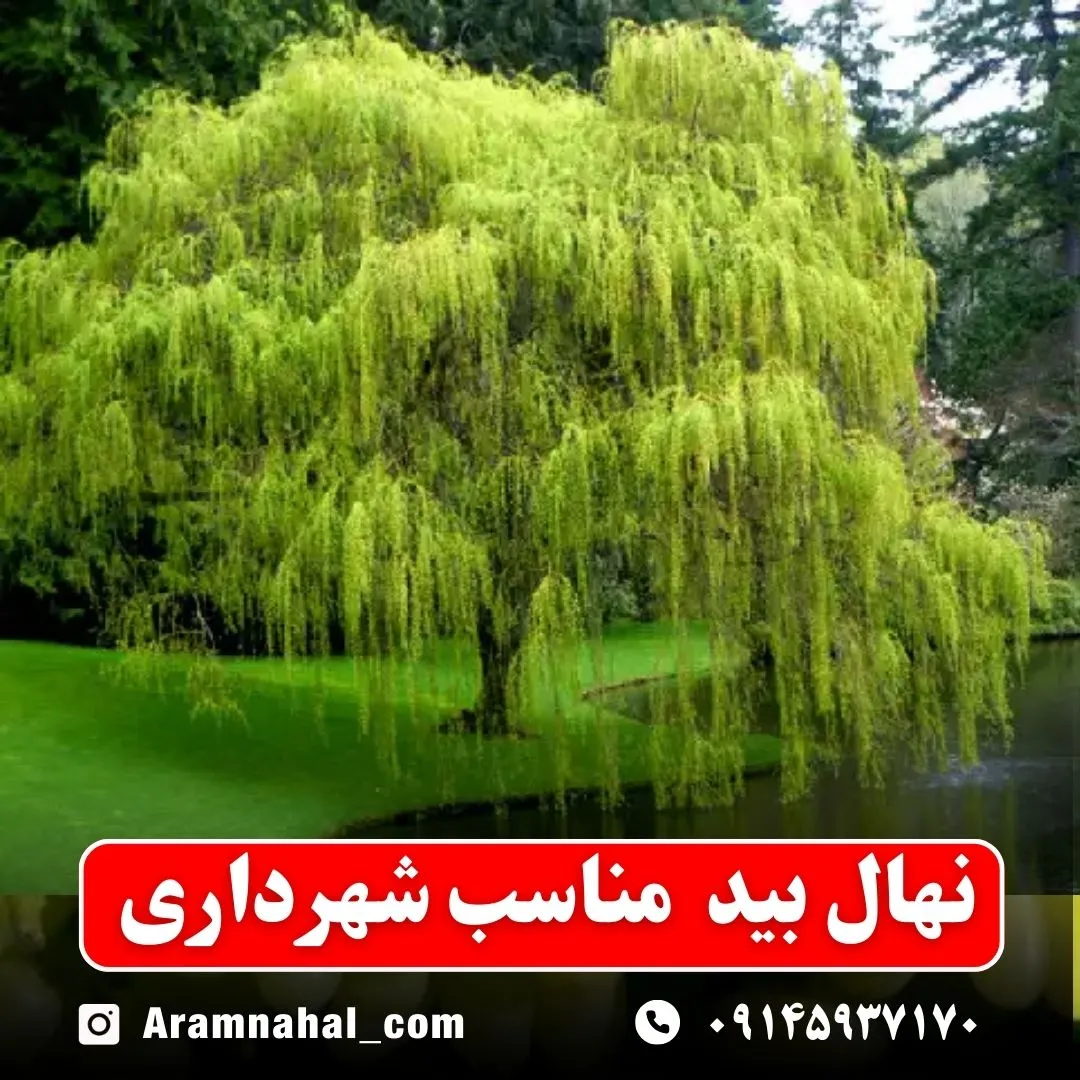 نهال بید مناسب شهرداری