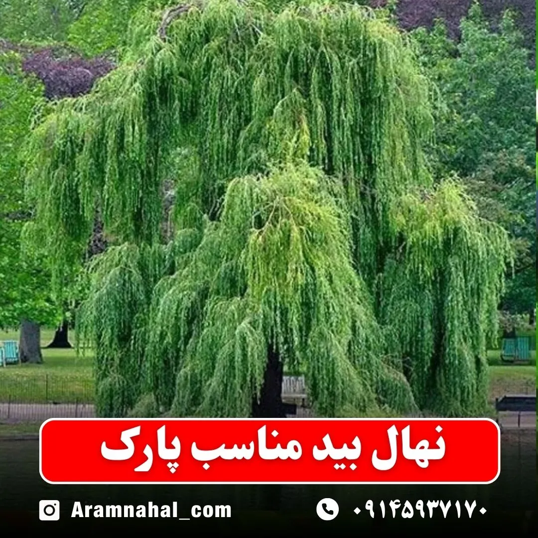 نهال بید مناسب پارک