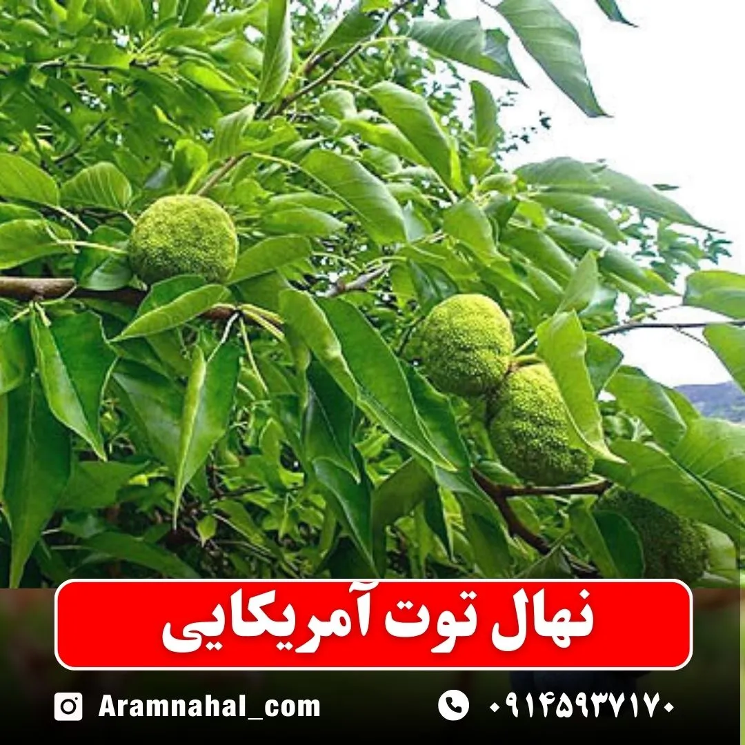 نهال توت آمریکایی