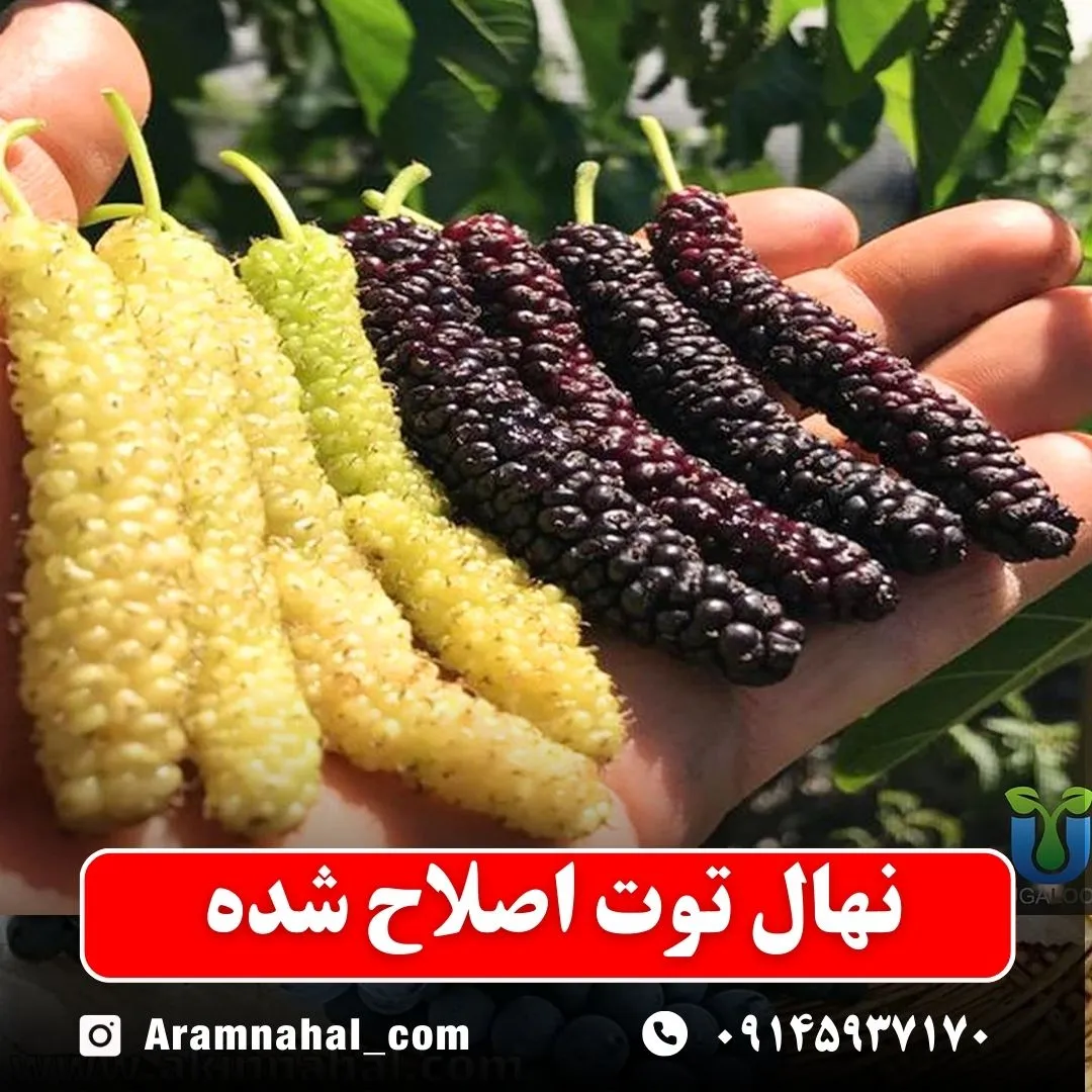 نهال توت اصلاح شده