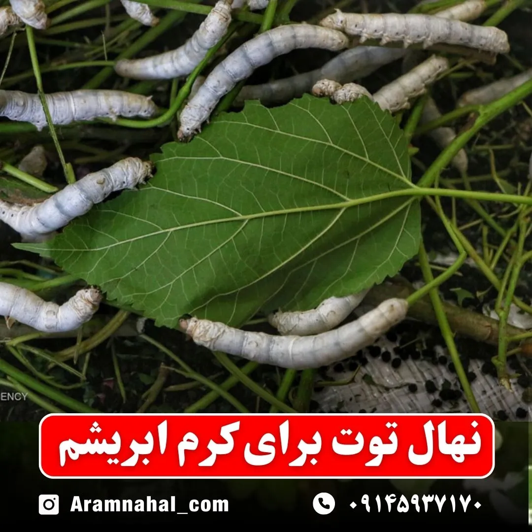 نهال توت برای کرم ابریشم