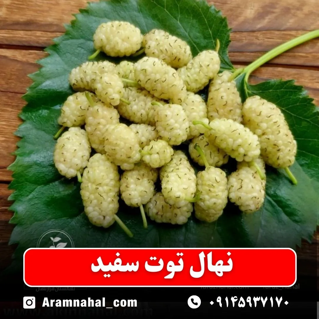 نهال توت سفید