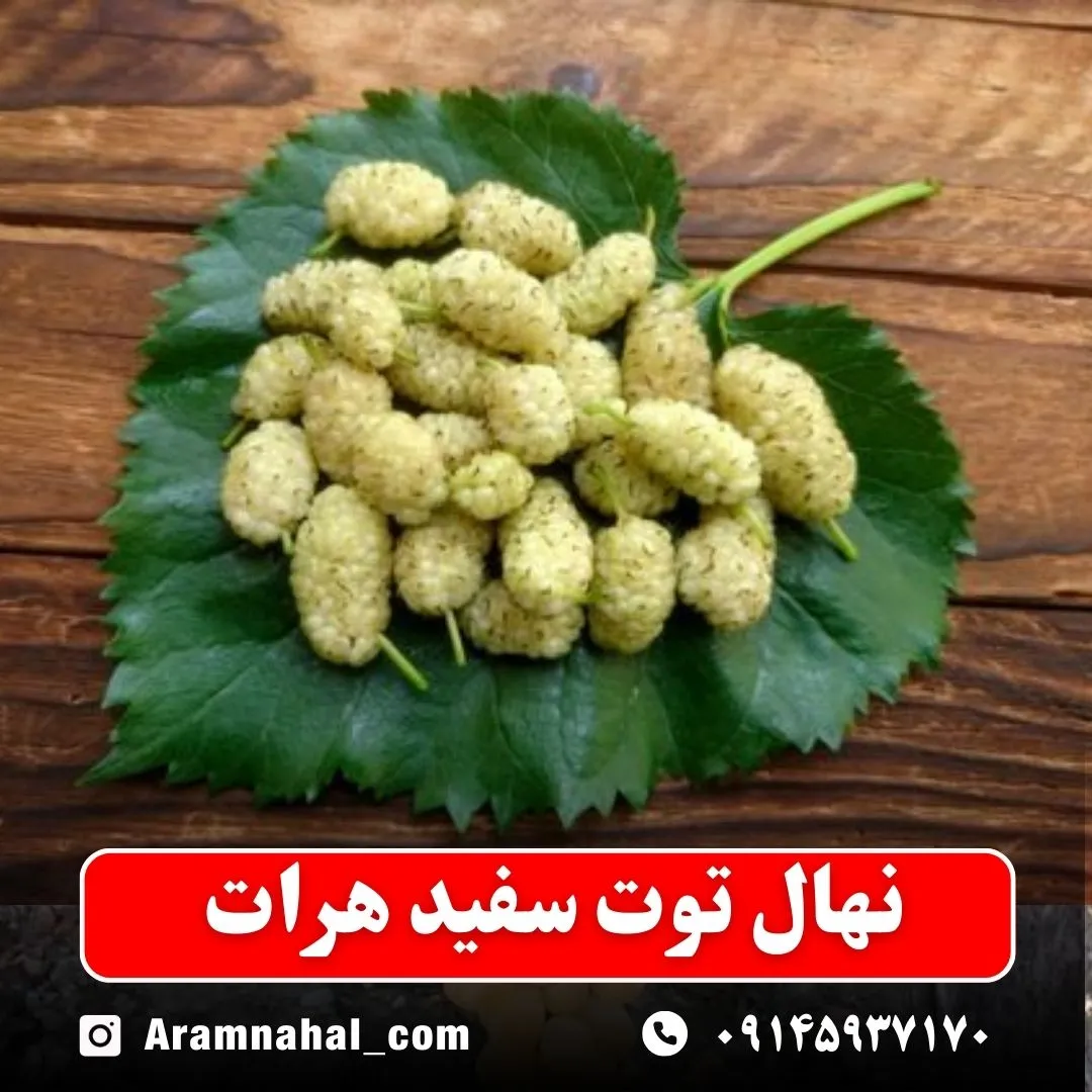 نهال توت سفید هرات