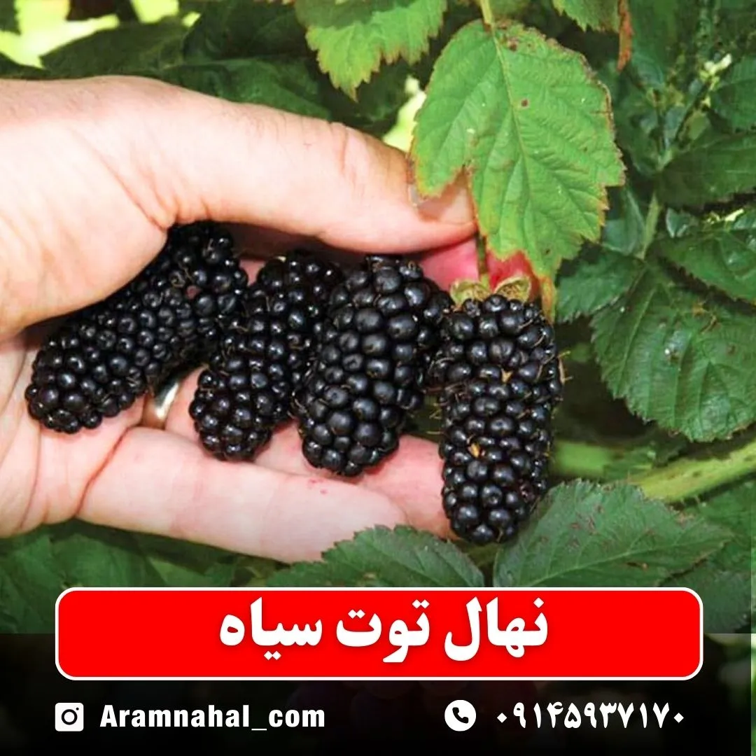 نهال توت سیاه
