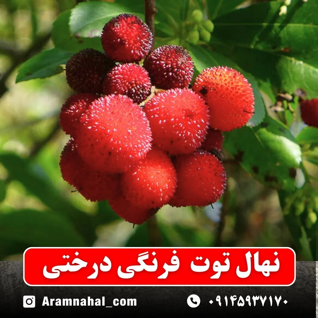 نهال توت فرنگی درختی