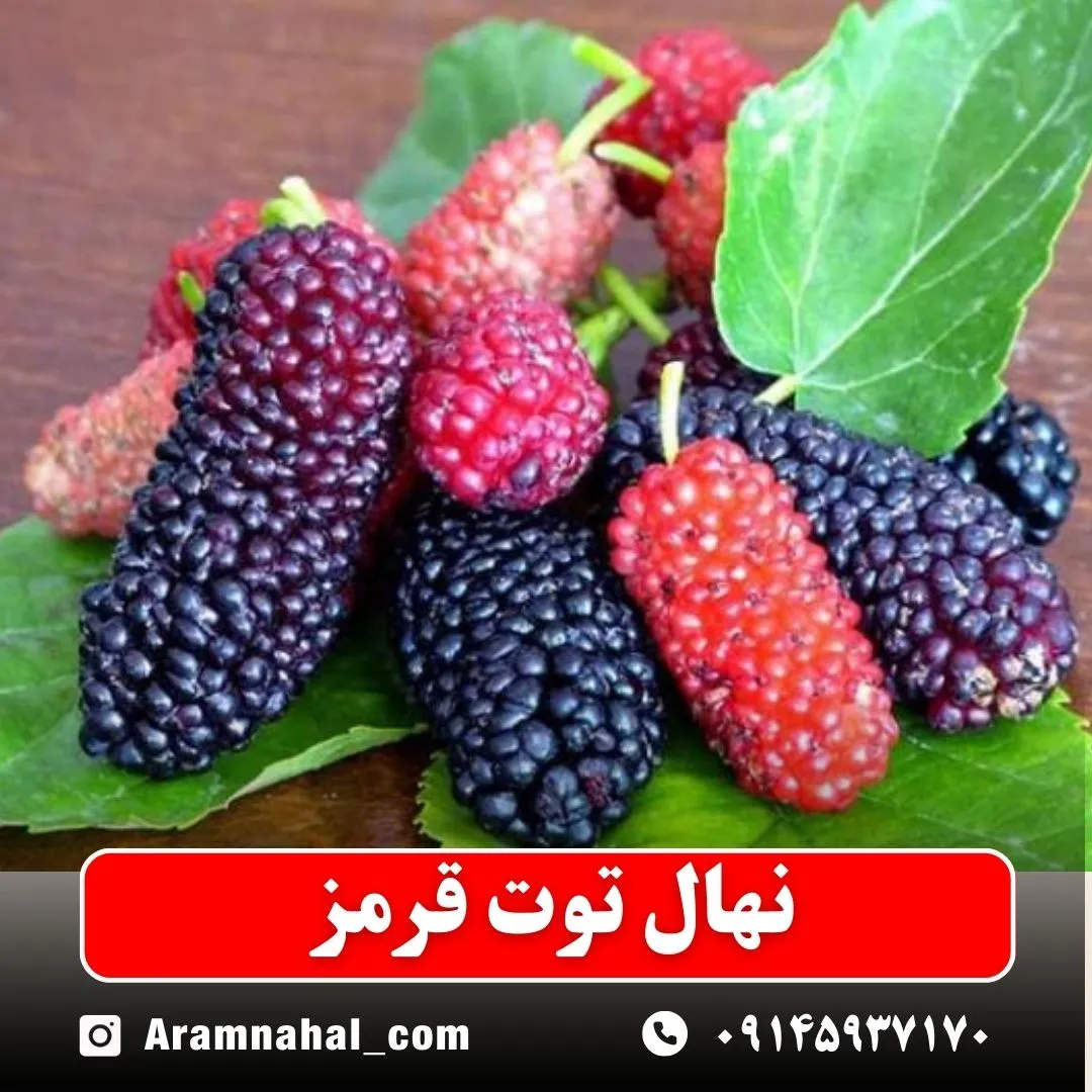 نهال توت قرمز