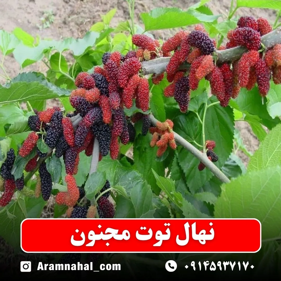 نهال توت مجنون