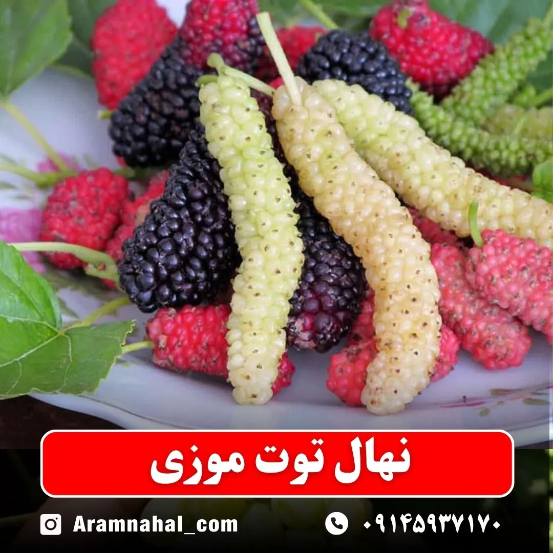 نهال توت موزی