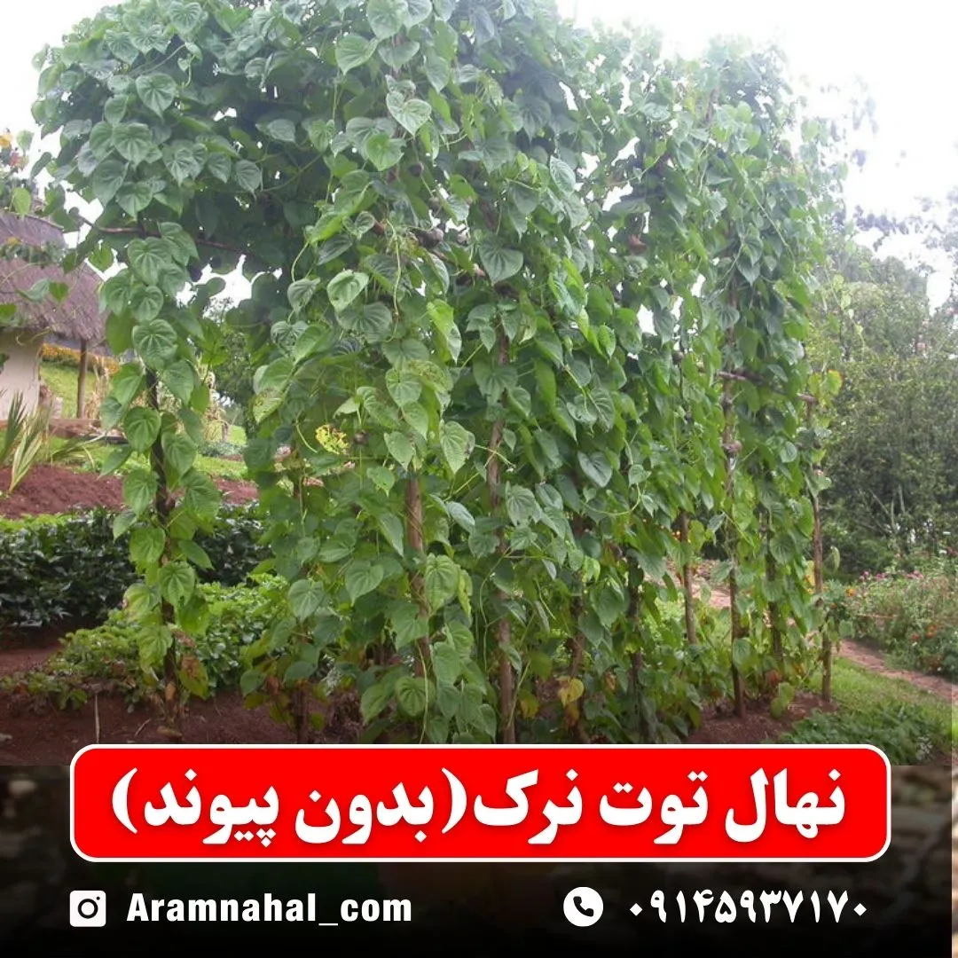نهال توت نرک بدون پیوند