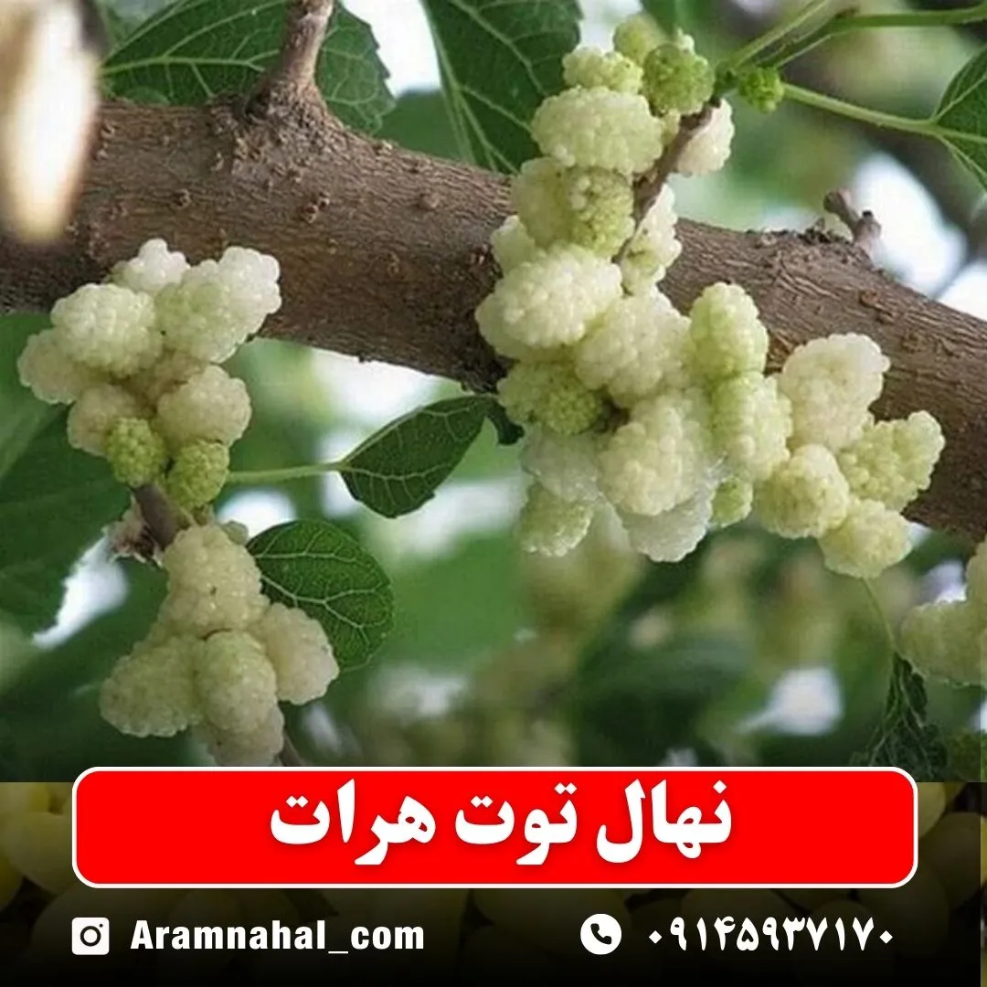 نهال توت هرات