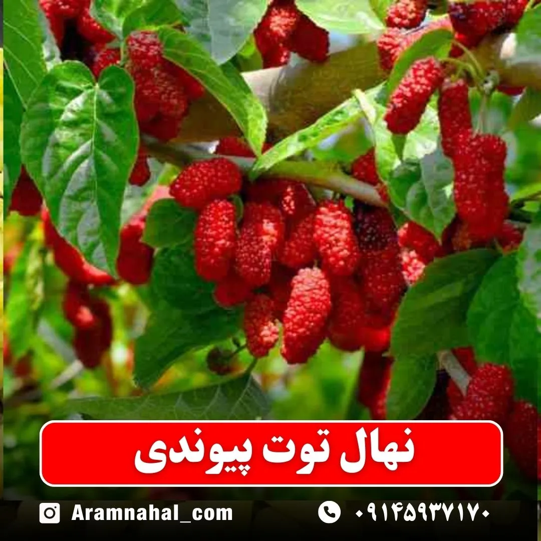 نهال توت پیوندی