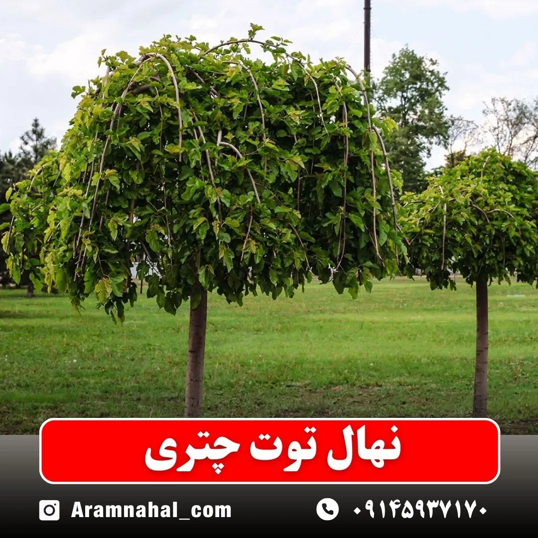 نهال توت چتری