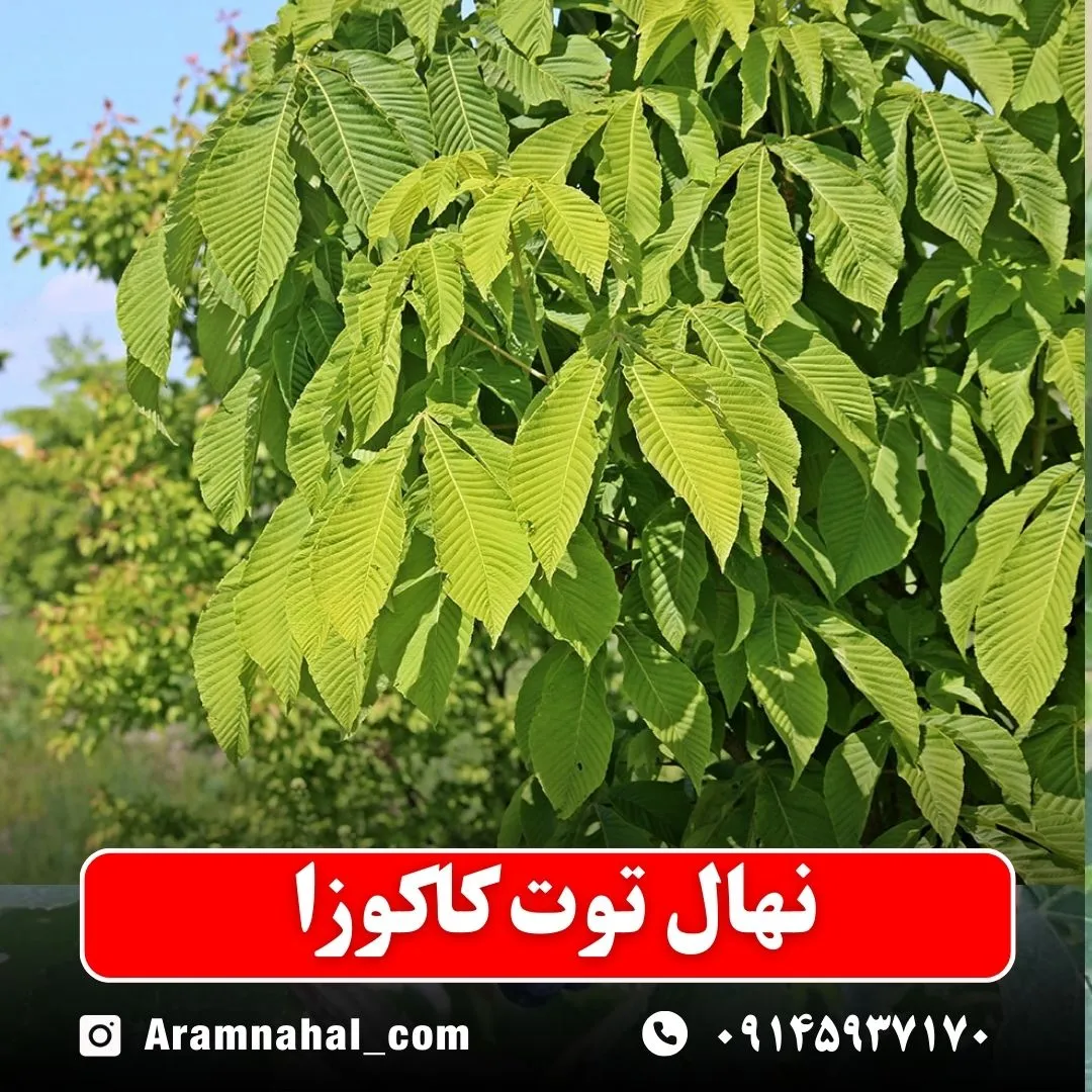 نهال توت کاکوزا