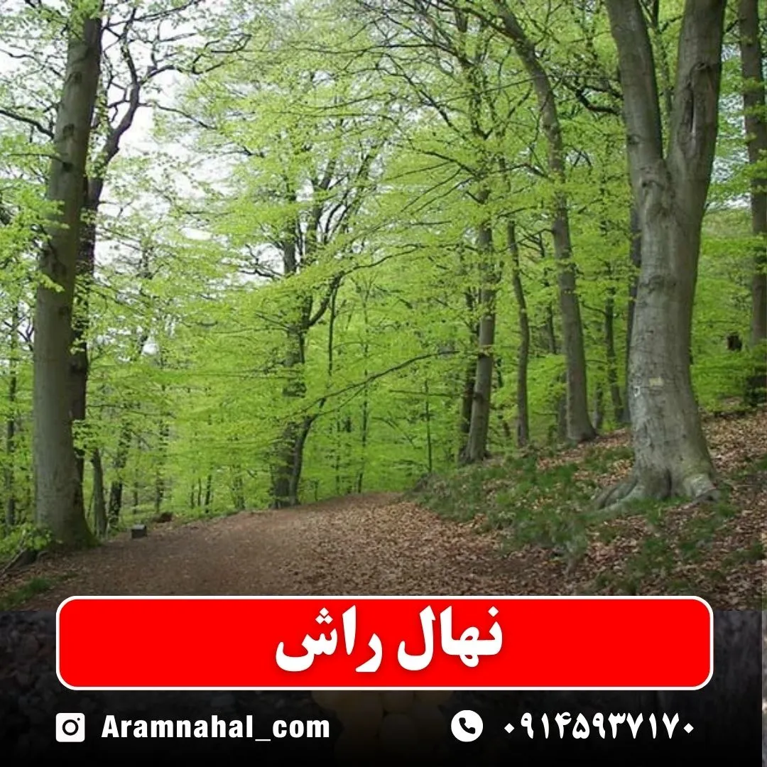نهال راش
