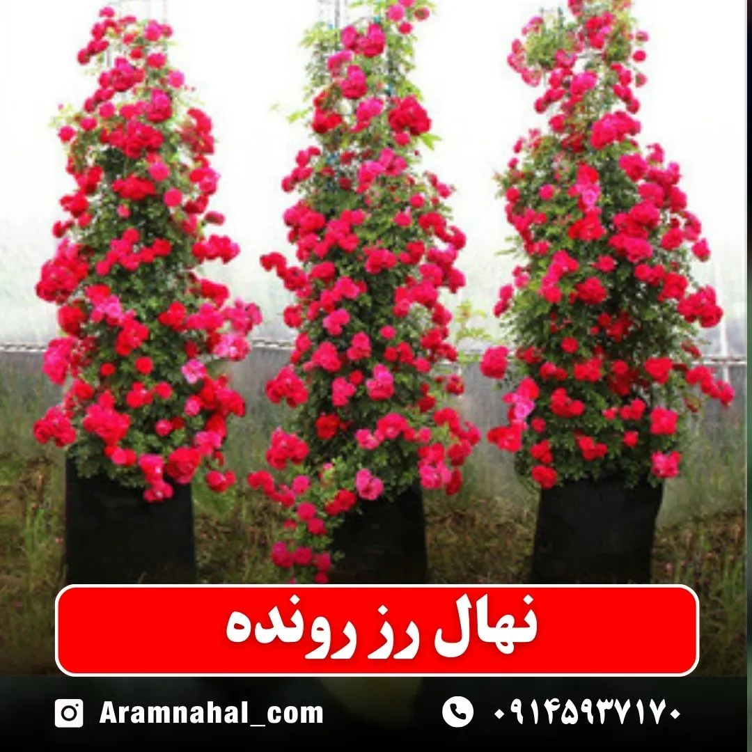 نهال رز رونده