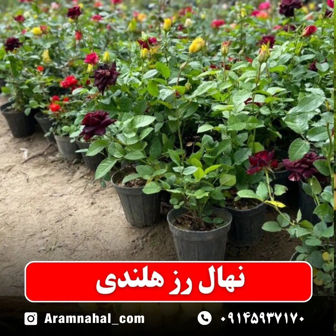 نهال رز هلندی