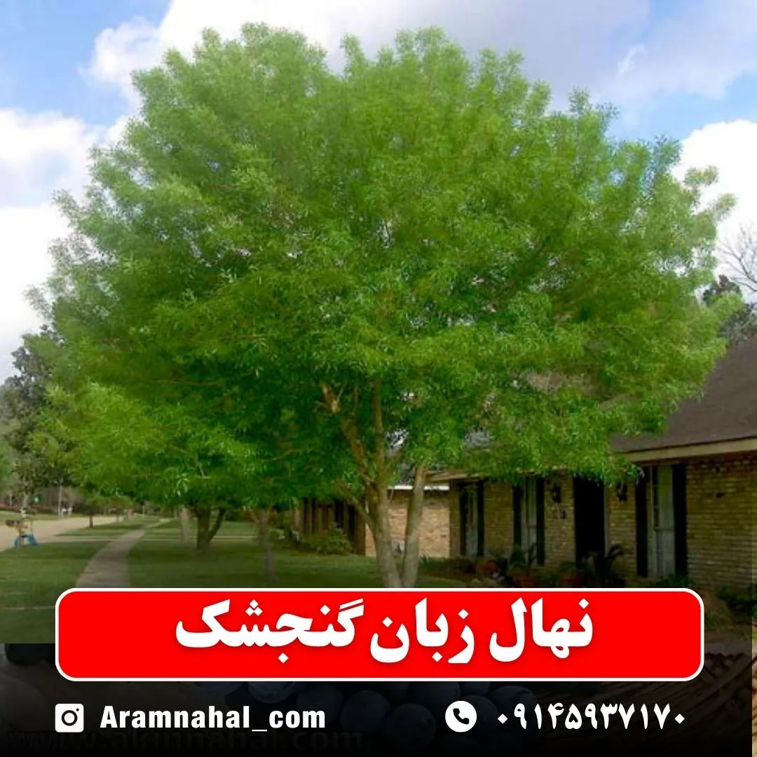 نهال زبان گنجشک