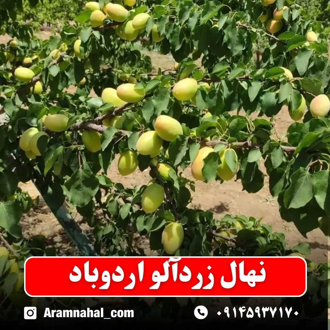 نهال-زردالو-اردوباد-نهالستان-آرام-نهال