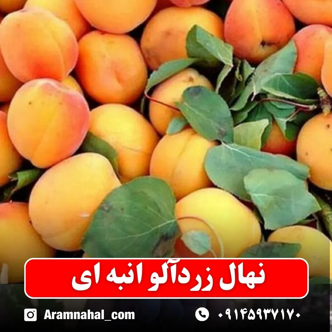 نهال-زردالو-انبه-ای-نهالستان-آرام-نهال