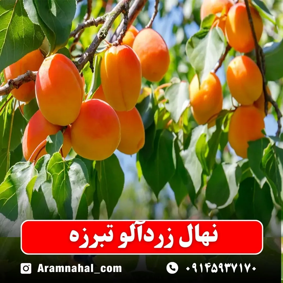 نهال-زردالو-تبرزه-نهالستان-آرام-نهال