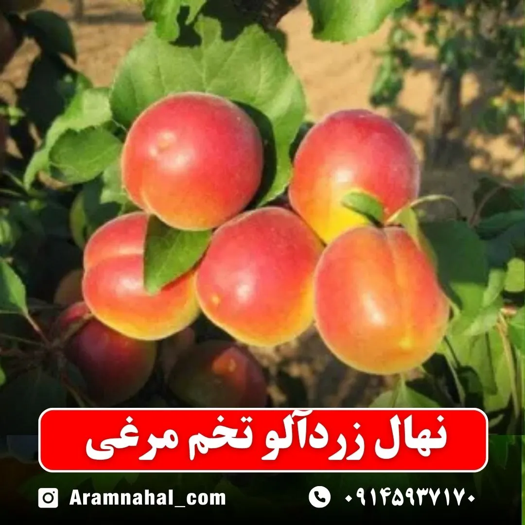 نهال-زردالو-تخم-مرغی-نهالستان-آرام-نهال
