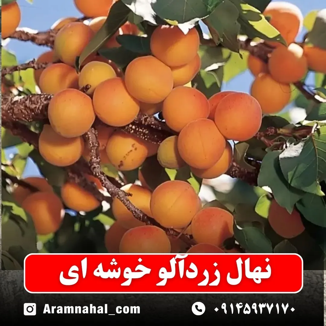نهال-زردالو-خوشه-ای-نهالستان-آرام-نهال