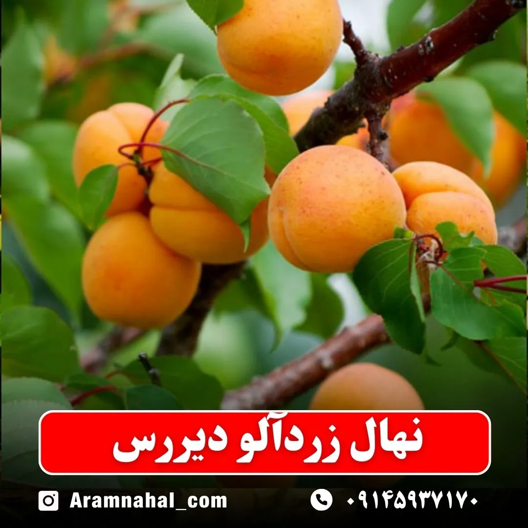 نهال-زردالو-دیررس-نهالستان-آرام-نهال