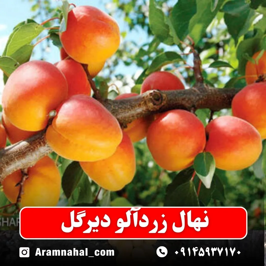 نهال-زردالو-دیرگل-نهالستان-آرام-نهال