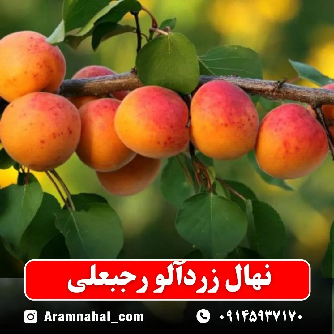 نهال-زردالو-رجبعلی-نهالستان-آرام-نهال