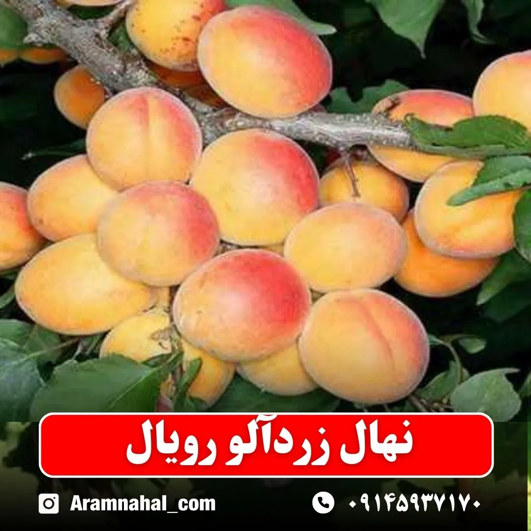 نهال-زردالو-رویال-نهالستان-آرام-نهال